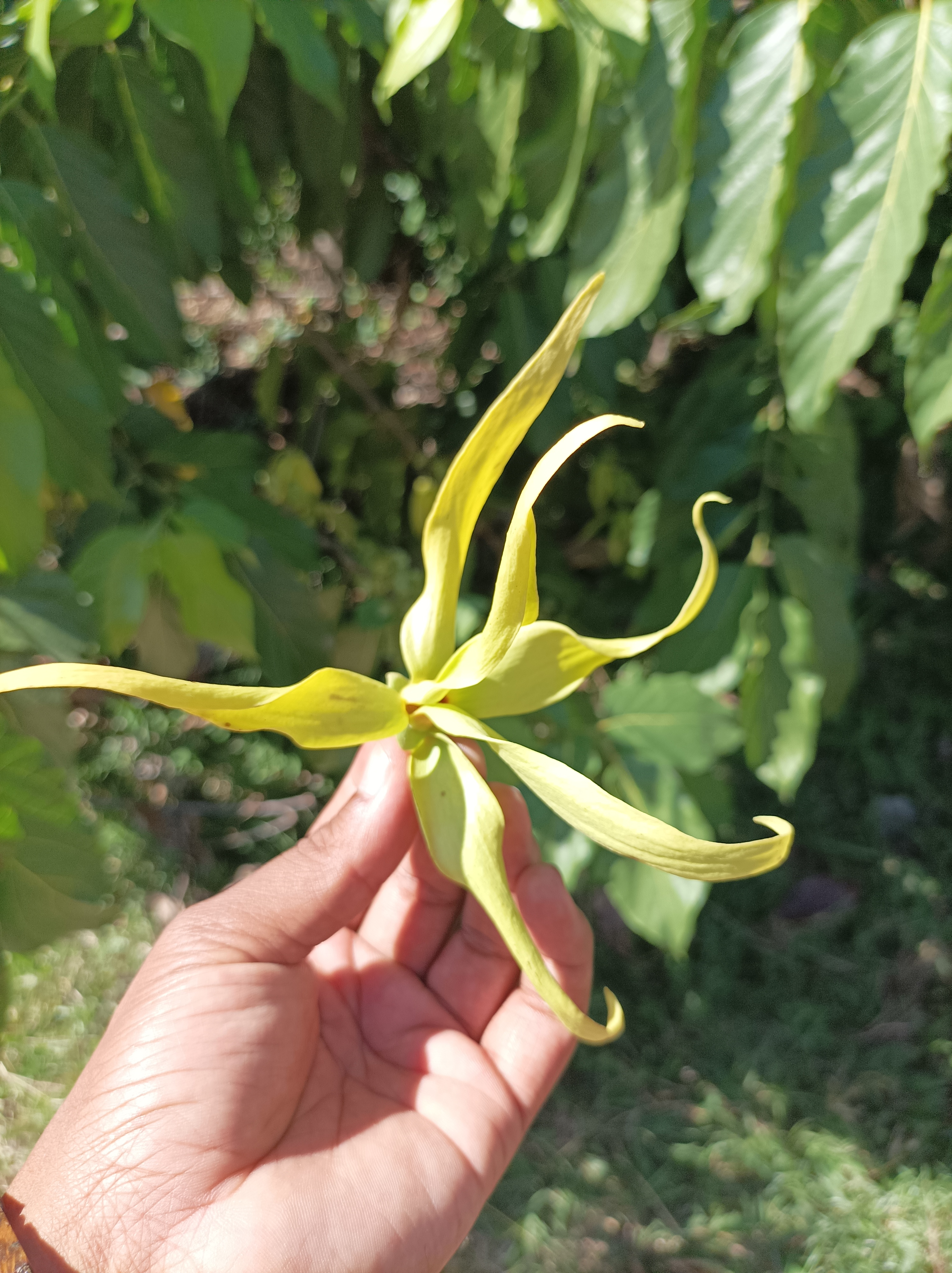 Ylang-Ylang